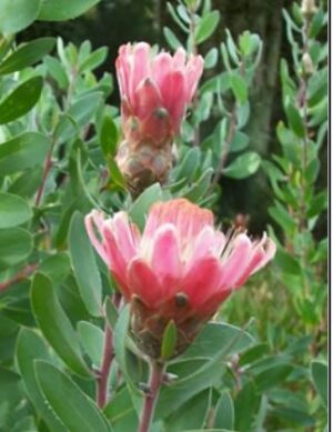 Protea Punctata - rare!