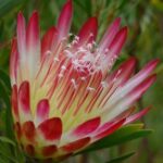 Protea Repens (Red) 'Sugarbush'