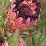 Protea Laurifolia Rose Mink