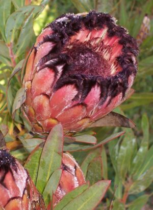 Protea Laurifolia Rose Mink