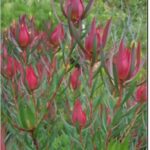 Leucadendron Safari Sunset