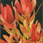 Leucadendron Safari Sunshine - (larger 3.3l Pot)
