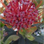 Leucospermum Scarlet Ribbons - bush can be covered in flowers!