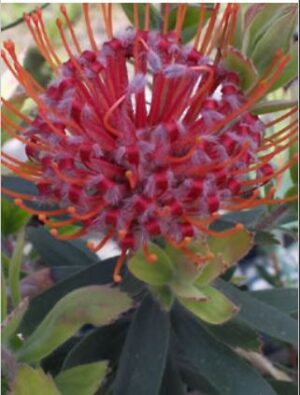 Leucospermum Scarlet Ribbons - bush can be covered in flowers!