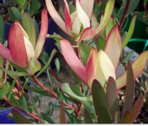 Leucadendron Senorita