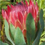 Protea Sylvia