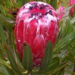 Protea Tasman Ruby