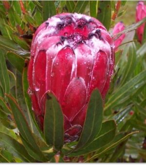 Protea Tasman Ruby