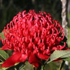 Telopea Dawn Fire (Waratah) 2.5litre pot