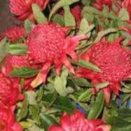 Telopea Speciosissima Red Embers (Waratah)