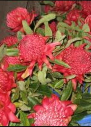 Telopea Speciosissima Red Embers (Waratah)