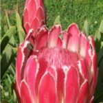 Protea Venus