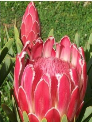 Protea Venus