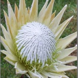 Protea Cynaroides Arctic Ice (White King)