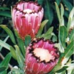 Protea Nerifolia Ruby (2.8litre pot -Good Seconds))