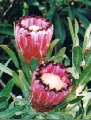 Protea Nerifolia Ruby (2.8litre pot -Good Seconds))