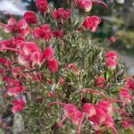 Grevillea Red Cloud - grey green foliage, red/ pink flowering now!