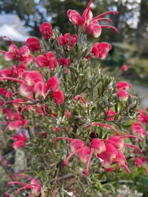 Grevillea Red Cloud - grey green foliage, red/ pink flowering now!
