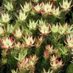 Leucadendron Amy - 3.5 litre pot