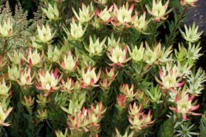 Leucadendron Amy - 3.5 litre pot