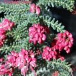 Grevillea L. Mt Tamboritha-  more coming