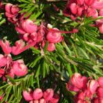 Grevillea Nancy Otzen -pink/white vigorous