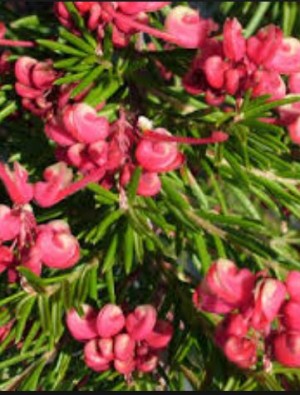 Grevillea Nancy Otzen -pink/white vigorous