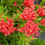 Grevillea New Blood PVR3054 - flowers most of the year