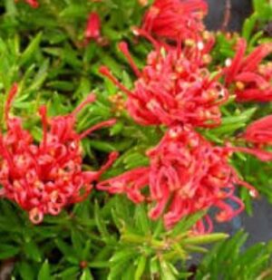 Grevillea New Blood PVR3054 - flowers most of the year