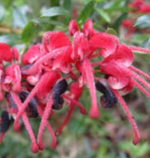 Grevillea Red Clusters