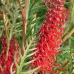 Grevillea Robin Hood  3.3l pot - masses of flowers!