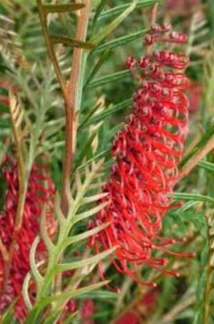 Grevillea Robin Hood  3.3l pot - masses of flowers!