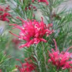 Grevillea Scarlet Sprite - Hardy!