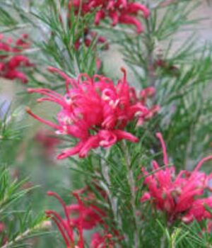 Grevillea Scarlet Sprite - Hardy!