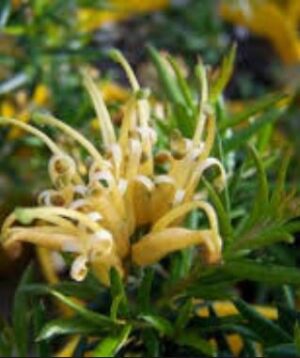 Grevillea Prostrata Aurea