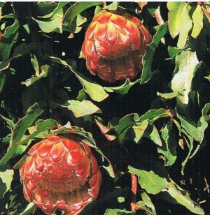 Protea Joey