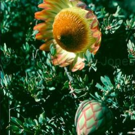 Protea Sulphurea (new large size)