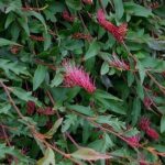 Grevillea Royal Mantle - leafy ground cover!