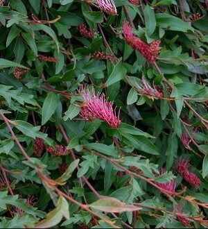 Grevillea Royal Mantle - leafy ground cover!