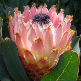 Protea Magnifica ‘Queen Protea’ (1.5litre pot)