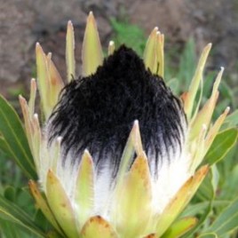 Protea Longifolia