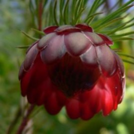 Protea Nana – ‘Mountain Rose’ (1.5litre)