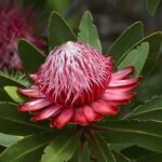Protea Rubropilosa 3.5 litre pot/bag - more soon