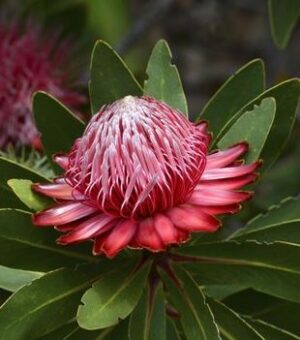 Protea Rubropilosa 3.5 litre pot/bag - more soon