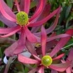 Leucadendron Plum Supreme