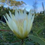 Protea Repens Alba (cream/white) 3.3litre