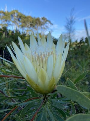Protea Repens Alba (cream/white) 3.3litre