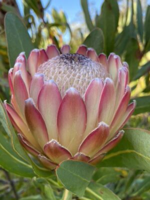 Protea Susara