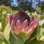 Protea Passion