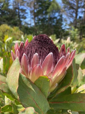 Protea Passion
